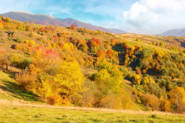 秋の晴れた日の午後の森 トランスカルパシアウクライナの山岳地帯の風景 — ストック写真
