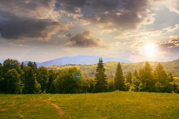 Las Trawiastej Łące Zachodzie Słońca Zielony Letni Krajobraz Górach Wieczornym — Zdjęcie stockowe