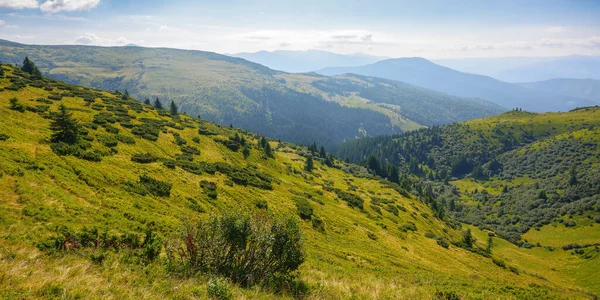 Carpathian Mountain Range Summer Landscape Forested Hills Grassy Meadows Rolling — Stockfoto