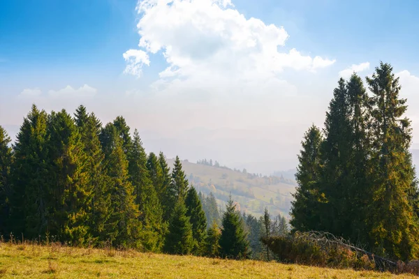Coniferous Forest Hill Rural Valley Distance Sunny Afternoon Fluffy Clouds — Stock Photo, Image