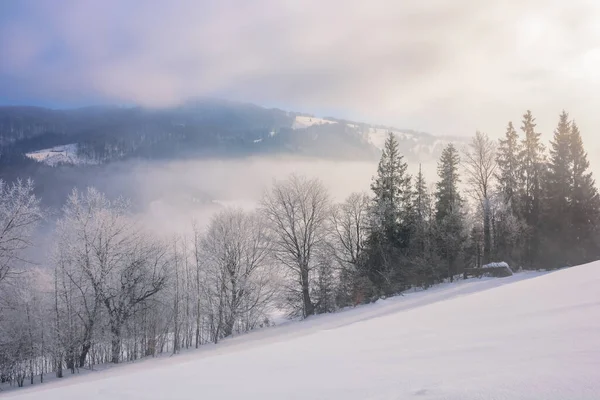 stock image gorgeous winter landscape in mountains. trees in hoarfrost on the steep snow covered slope. fog in the valley and clouds above the distant ridge at sunrise