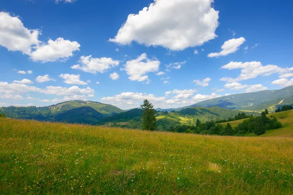 Grassy Field Hill Carpathian Countryside Beautiful Mountain Landscape Summer Warm — Zdjęcie stockowe