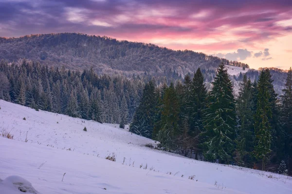 Zasněžená Mýtina Jehličnatém Lese Krásná Přírodní Scenérie Soumraku Horská Krajina — Stock fotografie