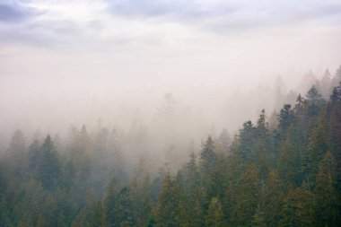 coniferous forest in autumn. gloomy weather with overcast sky. foggy nature background