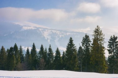 Ladin ağaçlı Carpathian dağ manzarası. Beyaz mevsimdeki karlı tepeler ve çayırlarla muhteşem bir manzara. Sisli bir sabah Borzhava sırtı siluetiyle