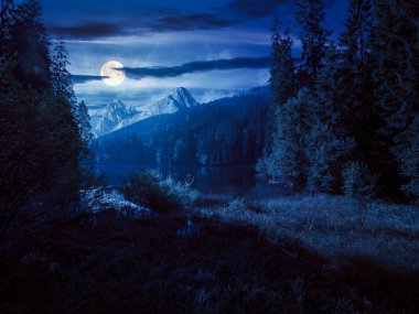 wild lake among the coniferous forest at night. beautiful nature landscape in carpathian mountains. summer weather with dark sky in full moon light. mysterious place