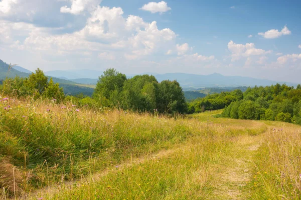 Groen Natuurlandschap Karpaten Grazige Weide Bij Het Bos Heuvel Zonnig — Stockfoto