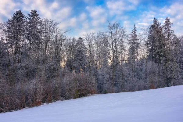 Fir Trees Snow Covered Hill Winter Scenery Mountain Ridge Forest — Fotografia de Stock