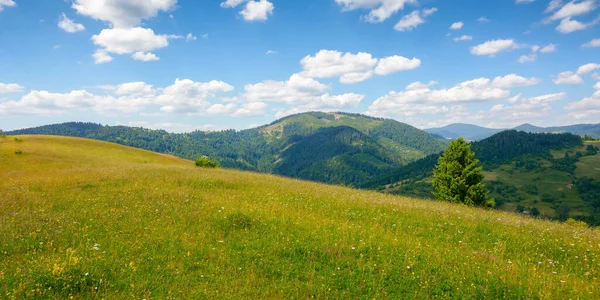 Zelené Pole Kopci Horách Nádherná Karpatská Krajina Slunečného Dne Nadýchanými — Stock fotografie