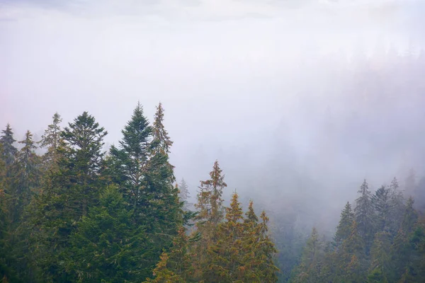 Coniferous Forest Foggy Autumn Day Gloomy Nature Background Overcast Sky — Zdjęcie stockowe