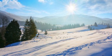 carpathian countryside in evening light. trees on a snowy rural fields and hill. snow capped peak and forested mountains in the distance. sun above the borzhava ridge