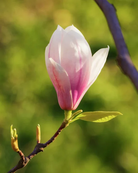 Teneri Fiori Rosa Magnolia Sfondo Floreale Alla Luce Del Sole — Foto Stock