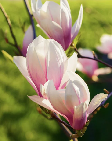 Delikatne Różowe Kwiaty Magnolii Kwiatowe Tło Świetle Słonecznym — Zdjęcie stockowe