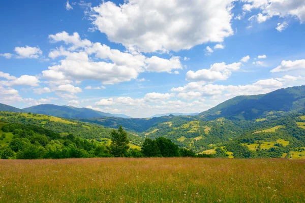 Green Pasture Carpathian Mountain Landscape Beautiful Countryside Scenery Summer Sunny —  Fotos de Stock