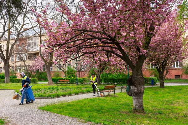 Uzhgorod Ukraine Apr 2017 Cleaning Urban Park Sakura Blossom Beautiful — Stock Photo, Image