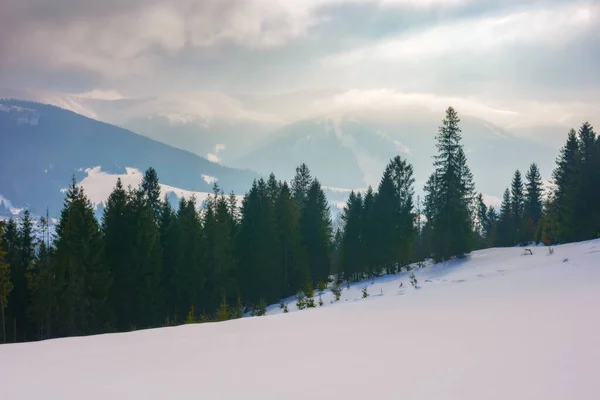 Mountain Landscape Coniferous Forest Beautiful Winter Landscape Snowy Meadows Hazy — Zdjęcie stockowe