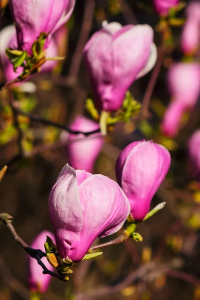 Ramoscello Magnolia Viola Pieno Fiore Sfondo Floreale Romantico Giardino — Foto Stock