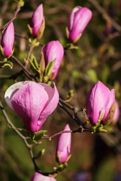 Fiore Magnolia Viola Primo Piano Sfondo Floreale Alla Luce Del — Foto Stock