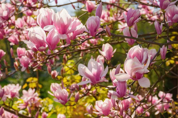 Frühlingsgartenlandschaft Mit Magnolie Romantischer Natur Hintergrund Einem Sonnigen Morgen — Stockfoto