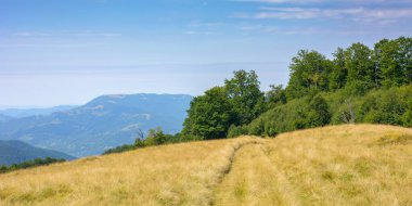 beech trees on the grassy hill. mountain landscape in late summer. carpathian countryside scenery with meadows on a bright sunny day