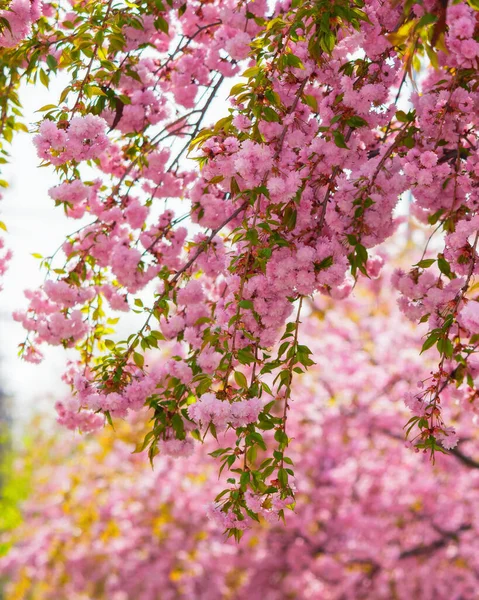 Bujný Květ Sakura Větví Jarní Zahrada Pozadí — Stock fotografie