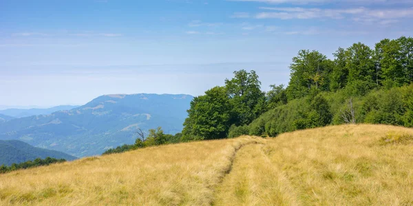 Beech Trees Grassy Hill Mountain Landscape Late Summer Carpathian Countryside — Stok fotoğraf