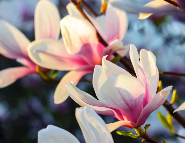 Nahaufnahme Rosa Magnolienblüten Floraler Hintergrund Abendlicht — Stockfoto