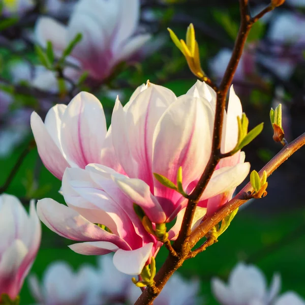 Gałąź Kwitnącej Magnolii Zbliżenie Natura Tło Wczesną Wiosną — Zdjęcie stockowe