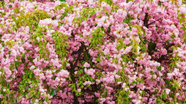 Sakura dallarının yemyeşil çiçekleri. bahar bahçesi arka planı