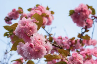 Mavi gökyüzünün önünde pembe sakura çiçeği. Güneşli bir günde taze doğa geçmişi