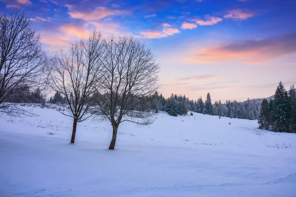 Bäume Auf Der Schneebedeckten Wiese Wunderschöne Winterlandschaft Den Karpaten Der — Stockfoto