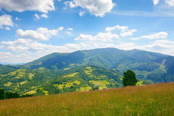 Travnaté Louky Karpatských Horách Ohromující Krajina Scenérie Létě Nadýchané Mraky — Stock fotografie