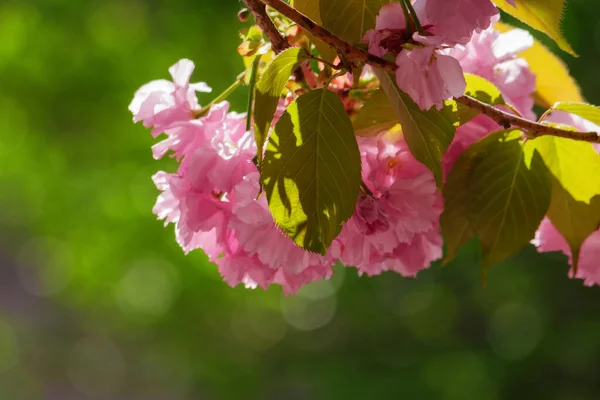 Růžové Květy Třešní Zahradě Jarní Tapeta Dubnu — Stock fotografie
