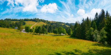 trees on the hill by the road. countryside scenery with grassy pasture and forest on the hill. sunny summer weather with fluffy clouds