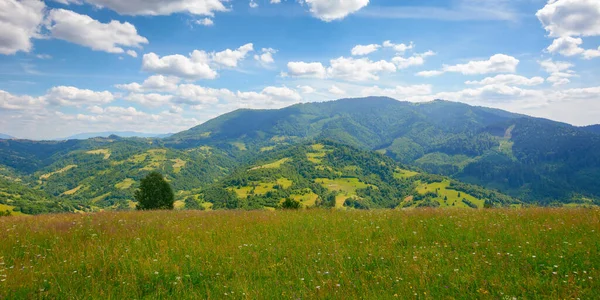 Grassy Field Hill Carpathian Countryside Beautiful Mountain Landscape Summer Warm — Stock Fotó