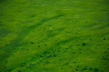Yeşil çimen yüzey dokusu. Yazın dağ tepesi