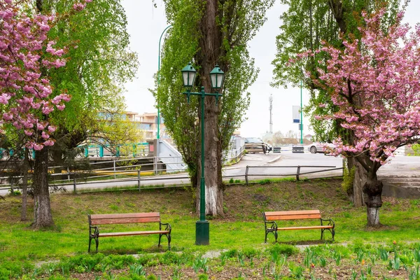 Park Sakura Květu Nádherné Scenérie Jaře Hanami Sezóna Ukrajinštině — Stock fotografie