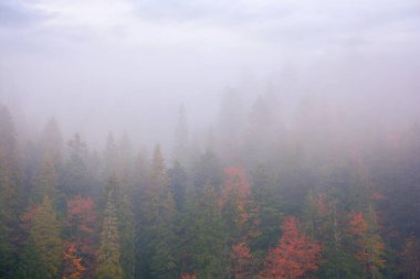 spruce forest on a misty autumn day. moody nature background with overcast sky