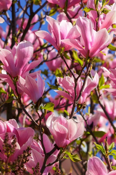 Nahaufnahme Rosa Magnolienblüten Frühling Natur Hintergrund — Stockfoto