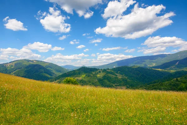 Trawiaste Pole Wzgórzu Karpatach Piękny Krajobraz Górski Lecie Ciepła Słoneczna — Zdjęcie stockowe
