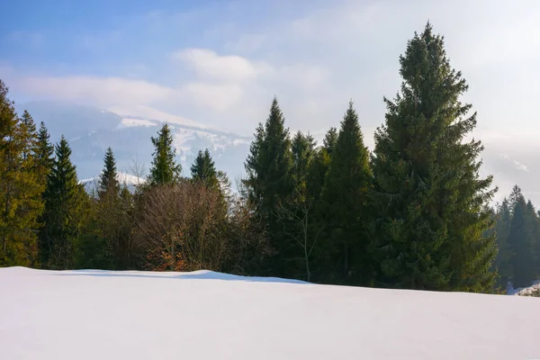 Karpatengebirgslandschaft Mit Fichten Wunderbare Landschaft Mit Schneebedeckten Hügeln Und Wiesen — Stockfoto