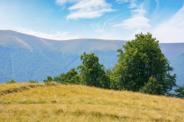 carpathian mountain landscape with grassy hills and meadows. countryside scenery on a bright sunny day in late summer