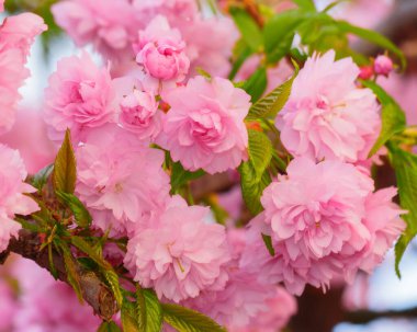 Sakura Çiçek dalında. pembe yumuşak çiçekler