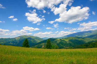 green pasture in carpathian mountain landscape. beautiful countryside scenery in summer. sunny weather with fluffy clouds