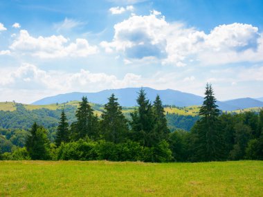 coniferous forest on the hill. green summer nature scenery in carpathian mountains. sunny weather with clouds above the distant ridge