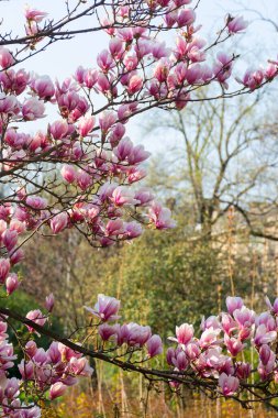 Manolya ağacı bahçede çiçek açar. Parlak ışıkta dalın üzerinde güzel pembe bir çiçek. Baharda doğa arka planı