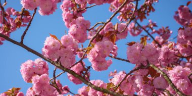 Sabah ışığında sakura çiçeği. Hanami kutlaması