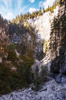 gorge of cetatile ponorului, romania. coniferous trees on the rock above the cave. discover apuseni mountains of bihor country
