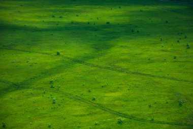 Yeşil çimen doğal arka plan dokusu. Dağ yamacında benekli ışıkta