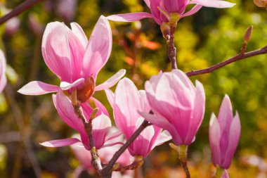 Çiçek açan güney manolya ağacı. Pembe çiçeklerin bahar doğası.